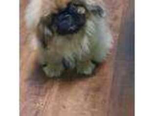 Pekingese Puppy for sale in Andrews, SC, USA