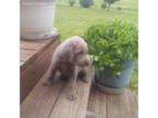 Labrador Retriever Puppy for sale in Higginsville, MO, USA
