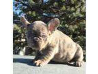 French Bulldog Puppy for sale in Uniondale, NY, USA