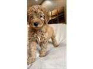 Goldendoodle Puppy for sale in Randolph, WI, USA