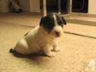 Jack Russell Terrier Puppy for sale in CITRUS HEIGHTS, CA, USA