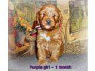 Goldendoodle Puppy for sale in Cadott, WI, USA