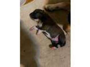 Shiba Inu Puppy for sale in Klamath Falls, OR, USA