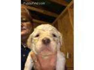 Mutt Puppy for sale in Callaway, VA, USA