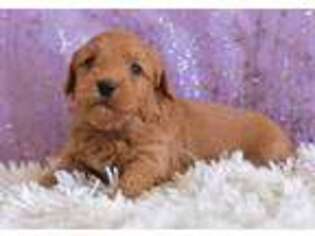 Goldendoodle Puppy for sale in Strasburg, OH, USA