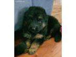 German Shepherd Dog Puppy for sale in Indian Trail, NC, USA