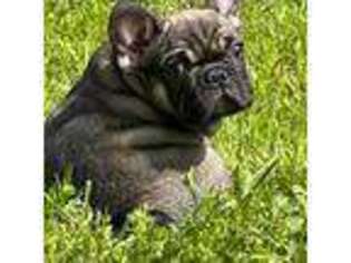 French Bulldog Puppy for sale in Eatonville, WA, USA