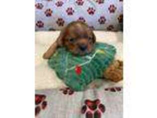 Cavalier King Charles Spaniel Puppy for sale in Danville, IN, USA