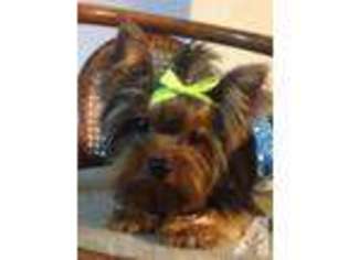 Yorkshire Terrier Puppy for sale in DARRINGTON, WA, USA
