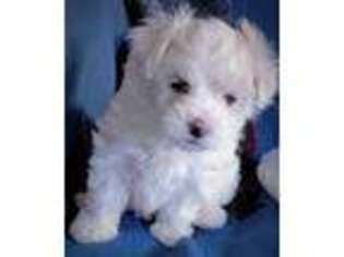 Maltese Puppy for sale in Piscataway, NJ, USA