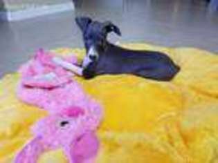 Italian Greyhound Puppy for sale in Palm Coast, FL, USA