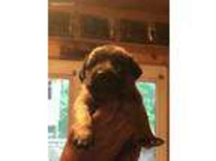 Mastiff Puppy for sale in Forest City, NC, USA