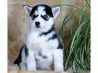 Siberian Husky Puppy for sale in Leola, PA, USA