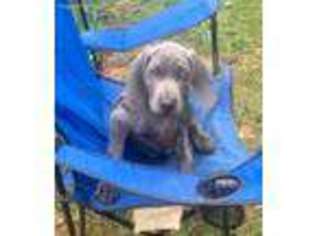 Weimaraner Puppy for sale in Fawn Grove, PA, USA