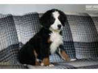 Bernese Mountain Dog Puppy for sale in Youngstown, OH, USA