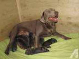Labrador Retriever Puppy for sale in BENTON, MS, USA