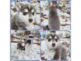 Siberian Husky Puppy for sale in Pleasant Lake, MI, USA