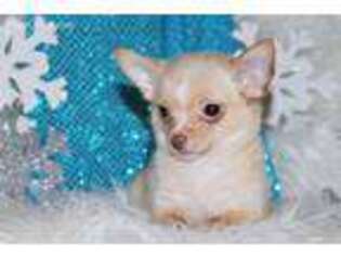 Chihuahua Puppy for sale in Mechanicsville, VA, USA