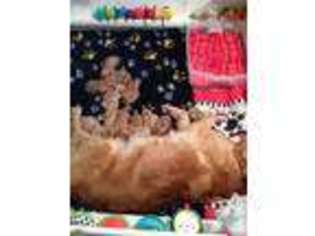 Golden Retriever Puppy for sale in KIRKLAND, WA, USA
