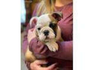 Bulldog Puppy for sale in Addison, NY, USA