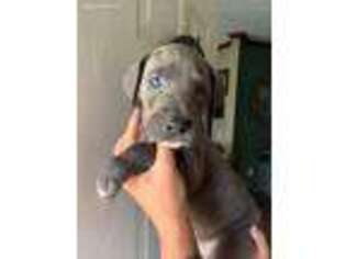 Great Dane Puppy for sale in Guyton, GA, USA
