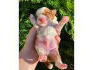 Mutt Puppy for sale in Miranda, CA, USA