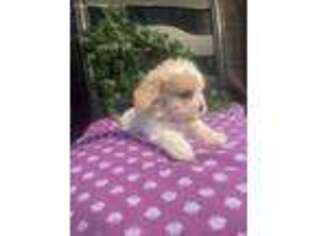 Cavachon Puppy for sale in Wooster, OH, USA