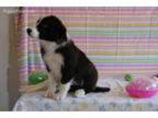Border Collie Puppy for sale in Roosevelt, UT, USA