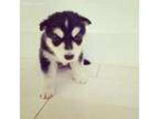 Siberian Husky Puppy for sale in Apple Valley, CA, USA