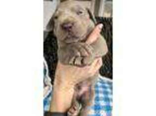 Great Dane Puppy for sale in Staunton, IL, USA