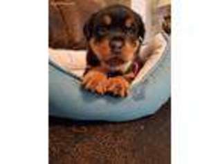 Rottweiler Puppy for sale in Hillsboro, MO, USA
