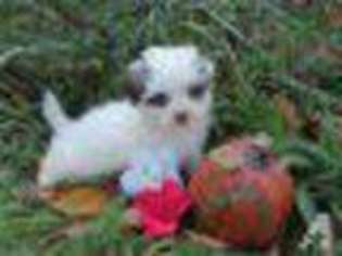 Havanese Puppy for sale in BATTLE GROUND, WA, USA