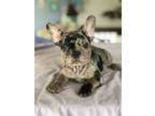 French Bulldog Puppy for sale in Rocky Hill, CT, USA
