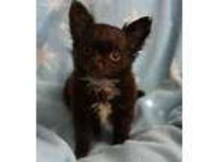 Chihuahua Puppy for sale in Cashmere, WA, USA