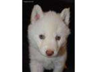 Siberian Husky Puppy for sale in Farwell, TX, USA