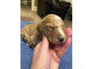 Goldendoodle Puppy for sale in Pittsfield, IL, USA