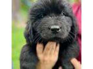 Newfoundland Puppy for sale in Wellsboro, PA, USA