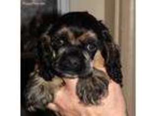 Cocker Spaniel Puppy for sale in Milwaukee, WI, USA