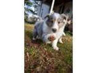 Collie Puppy for sale in The Plains, VA, USA