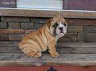 Bulldog Puppy for sale in Shippensburg, PA, USA