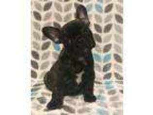French Bulldog Puppy for sale in Coleman, TX, USA