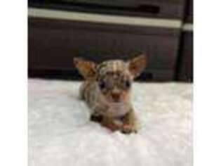 Chihuahua Puppy for sale in Edison, NJ, USA