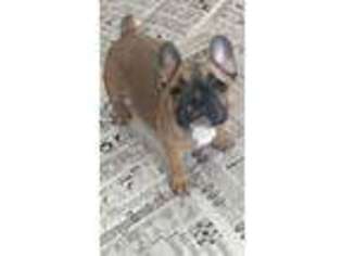 French Bulldog Puppy for sale in Connersville, IN, USA