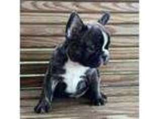 French Bulldog Puppy for sale in Kinston, AL, USA