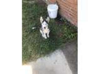 Siberian Husky Puppy for sale in Swainsboro, GA, USA