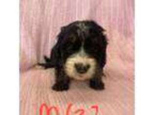Mutt Puppy for sale in Morse Bluff, NE, USA