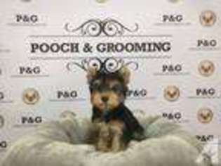 Yorkshire Terrier Puppy for sale in MONTEREY PARK, CA, USA