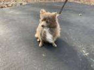 Pomeranian Puppy for sale in Spencer, TN, USA