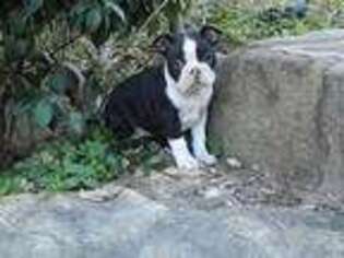 Boston Terrier Puppy for sale in Simpsonville, SC, USA