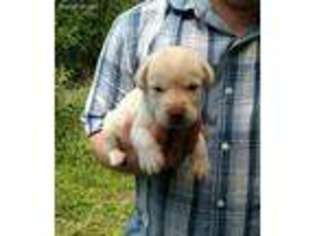 Labrador Retriever Puppy for sale in Bernville, PA, USA